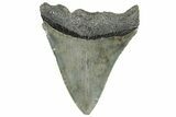 Serrated, Fossil Megalodon Tooth - South Carolina #321259-1
